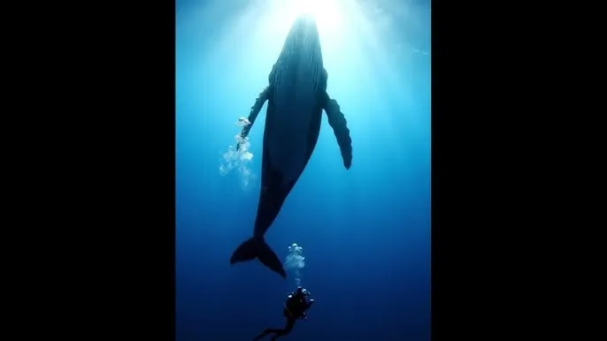 饥渴的护士自慰被发现 - 深蓝星球：探索海洋深处的未知世界